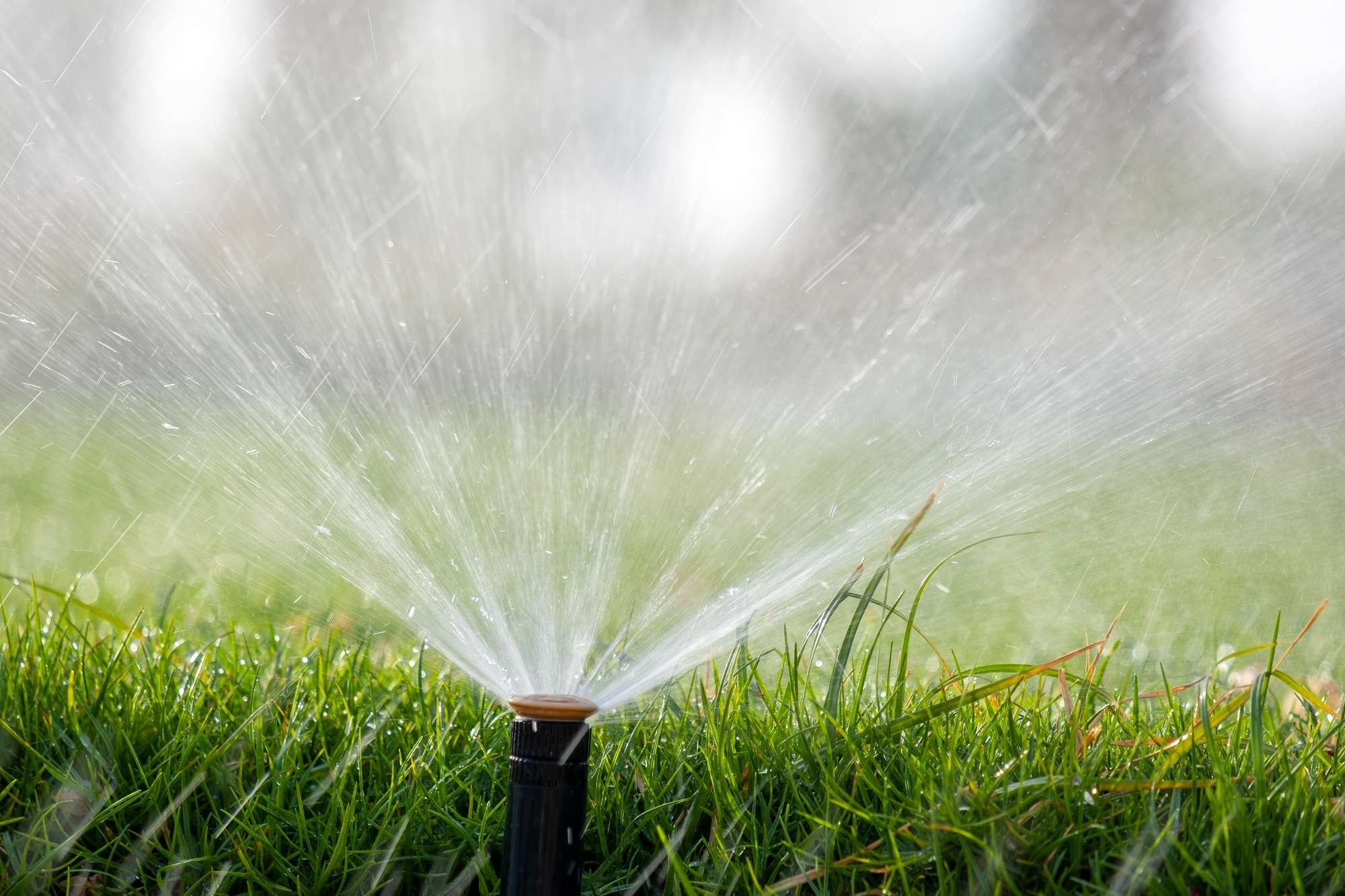 Plastic Sprinkler Irrigating Grass Lawn With Water In Summer Garden. Watering Green Vegetation